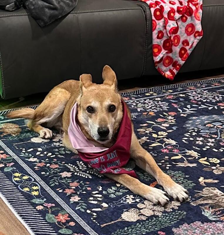 Picture of the Animal Listed